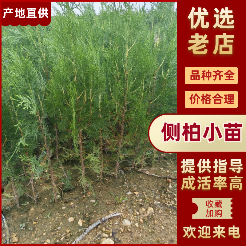 80公分侧柏小苗苗，90公分侧柏苗，1米侧柏苗1.2米侧