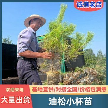 80公分油松小杯苗，90公分油松苗，1米大杯油松苗