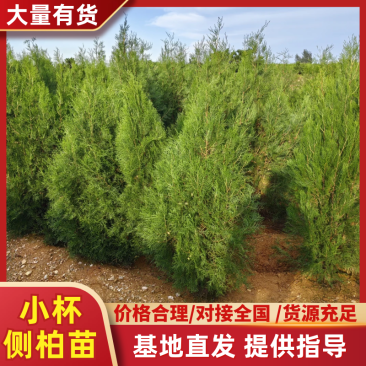 1米小杯侧柏苗，1.5米大杯侧柏苗，1.8米大杯侧柏苗