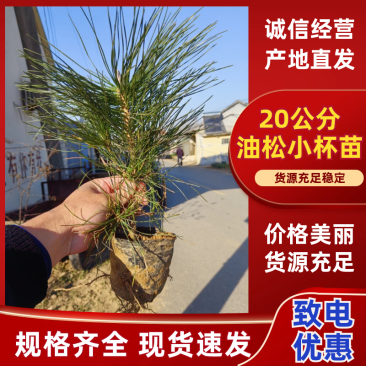 20公分油松小杯苗，30公分油松小苗，40公分油松苗，8