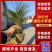 20公分油松小杯苗，30公分油松小苗，40公分油松苗，8