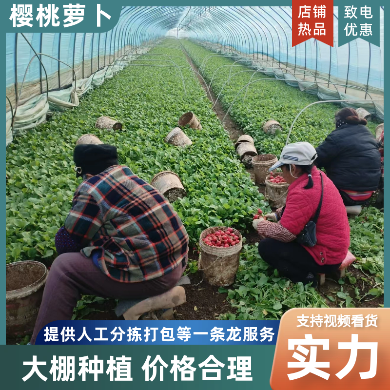精品蔬菜小红萝卜樱桃萝卜，大量批发水果萝卜选购，电话联系