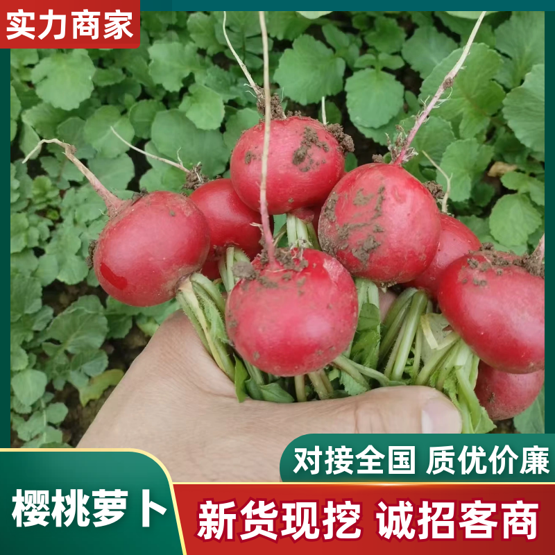 精品蔬菜小红萝卜樱桃萝卜，大量批发水果萝卜选购，电话联系