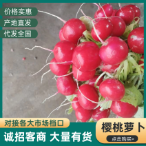 樱桃萝卜，水果萝卜热卖中，欢迎大家电话联系