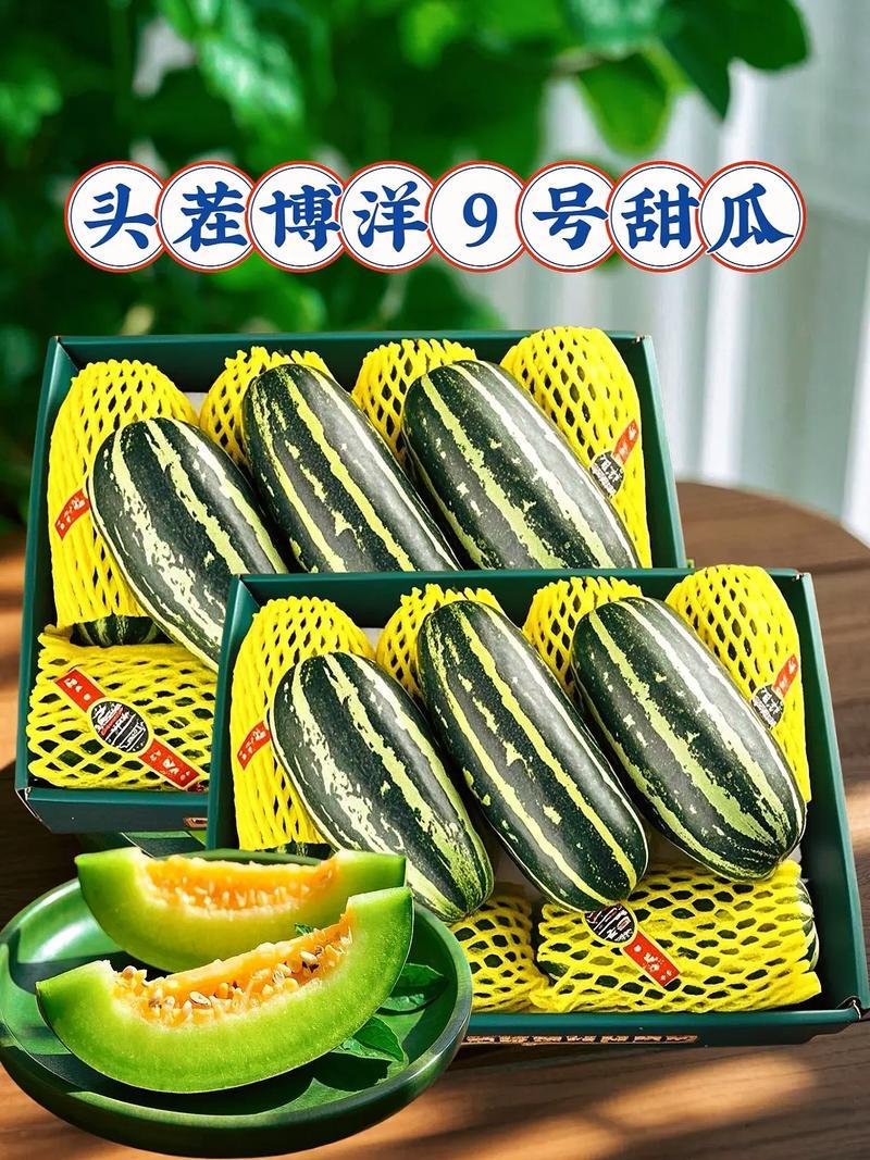博洋9号61甜瓜/品种多规格全/产地直发/一手货源