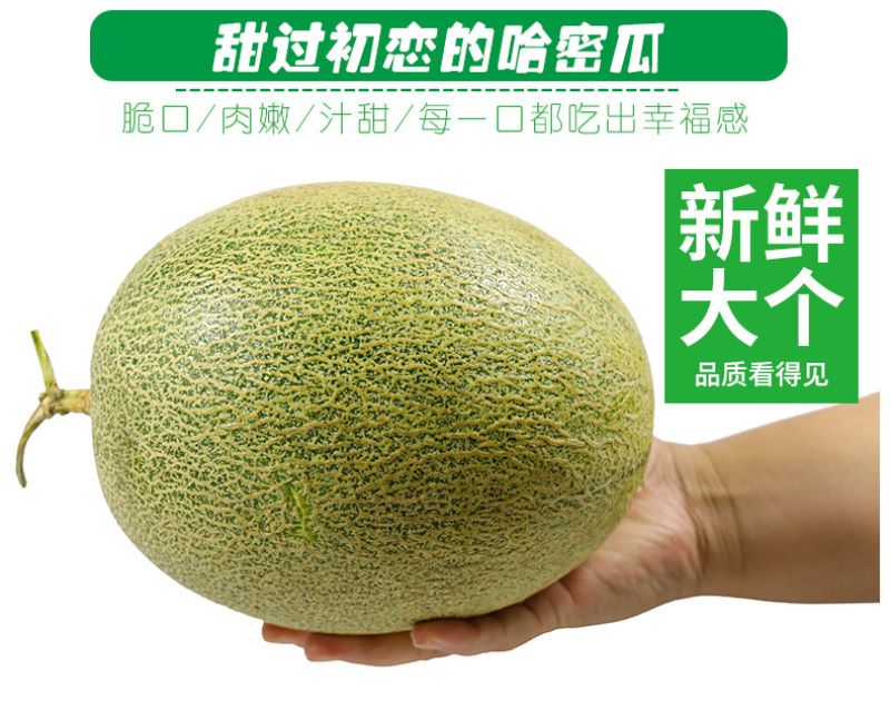 电商供应链一件代发海南哈密瓜当季热带现摘水果供应电商平