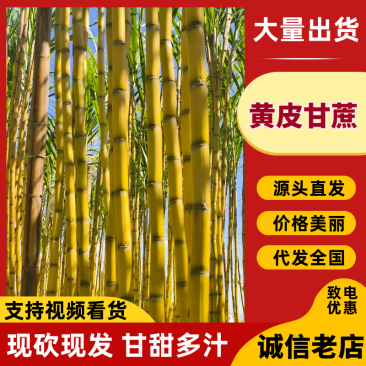 云南黄皮甘蔗新鲜上市价格美丽对接全国量大从优欢迎询价热卖全国