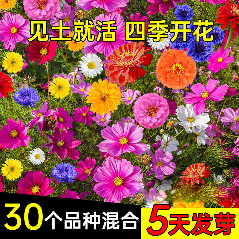 野花组合种子