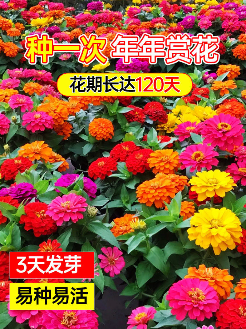 百日草种子