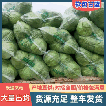菏泽中甘甘蓝货量大不烧心烧边无虫眼卖相好大小规格都有按需