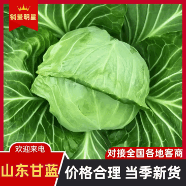 山东软包中甘甘蓝无烧边烧心卖相好耐储存运输有网袋透明袋