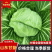 山东软包中甘甘蓝无烧边烧心卖相好耐储存运输有网袋透明袋