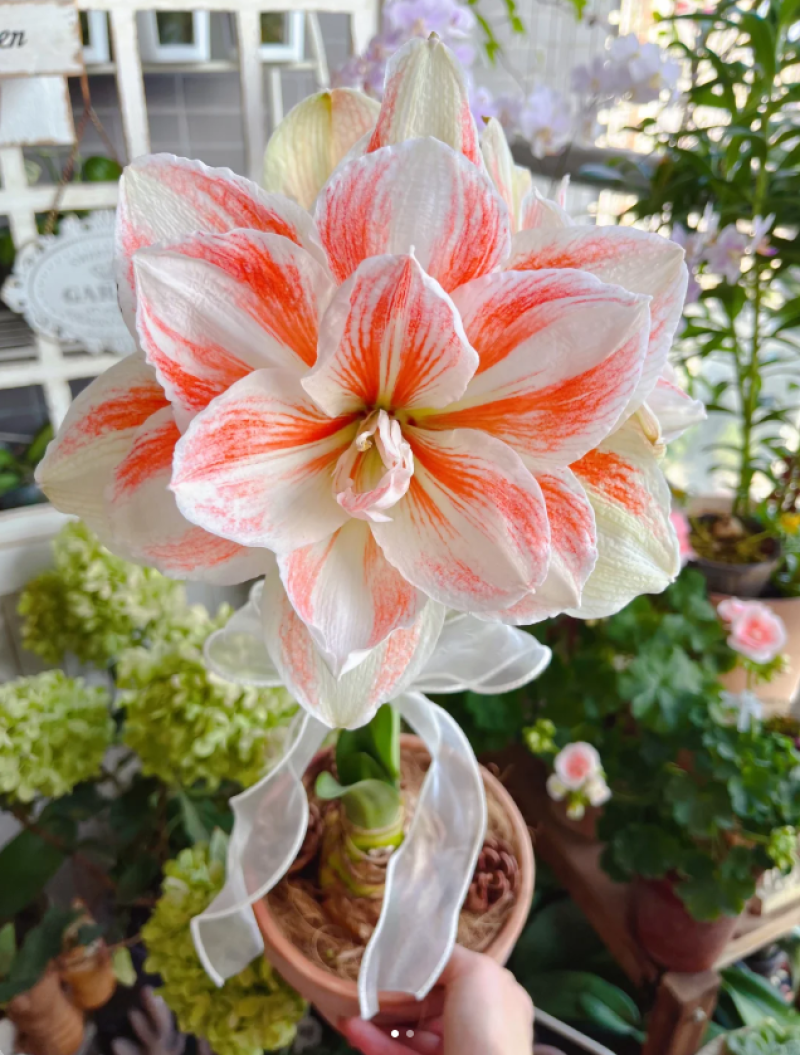 重瓣朱顶红仙女妮芙重瓣多年生对版阳台室内庭院地栽