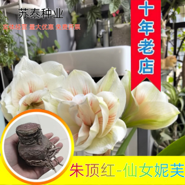 重瓣朱顶红仙女妮芙重瓣多年生对版阳台室内庭院地栽