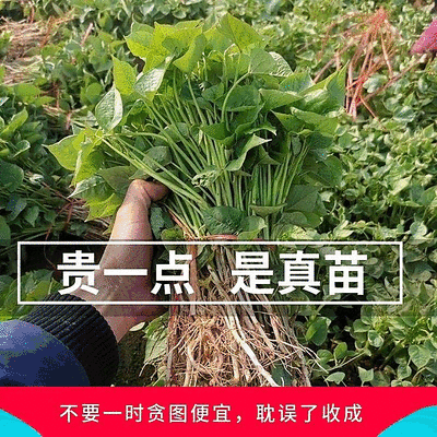 烟薯苗子/脱毒原种大田苗/基地现挖现发/保真苗/成活率高