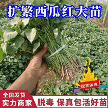 西瓜红苗/西瓜红红薯苗/西瓜红地瓜苗/脱毒原种苗/现挖
