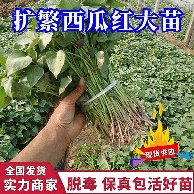 西瓜红苗/西瓜红红薯苗/西瓜红地瓜苗/脱毒原种苗/现挖