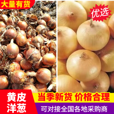 洋葱黄皮洋葱鲜内可口产地直供规格齐全欢迎来电