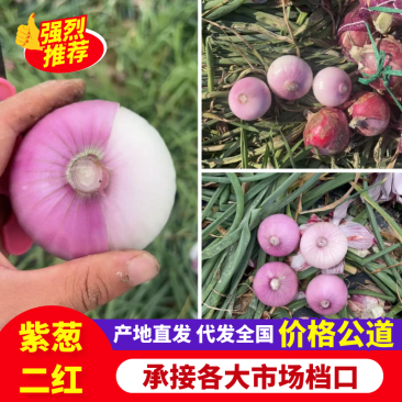 洋葱紫葱二红产地直供现挖现发一手货源欢迎来电