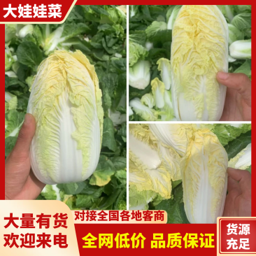 河南鹿邑娃娃菜正在走货，可长期合作，产地货源充足