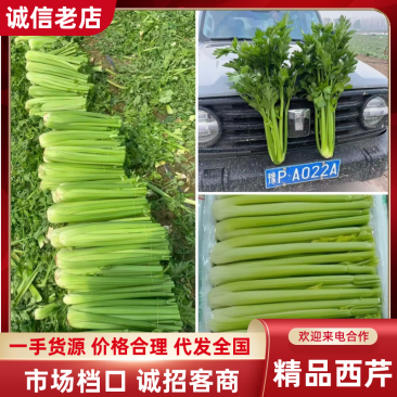 河南周口鹿邑优质芹菜精品小颗，大量上市，产地直发