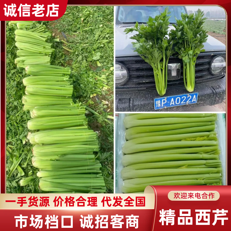 河南周口鹿邑优质芹菜精品小颗，大量上市，产地直发