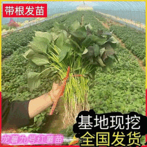 龙薯九红薯苗/龙薯苗子/脱毒扩繁苗/龙九地瓜苗/现挖现发