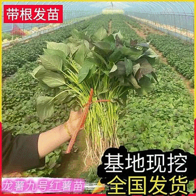 龙薯九红薯苗/龙薯苗子/脱毒扩繁苗/龙九地瓜苗/现挖现发