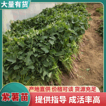 【带根发苗】紫薯苗/济薯26苗/商薯15/哈蜜等品种齐全
