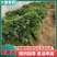 【带根发苗】紫薯苗/济薯26苗/商薯15/哈蜜等品种齐全