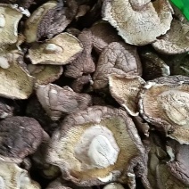 河北干香菇可定制加工香菇丁颗粒单捡打磨抛光可视频