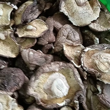 河北干香菇可定制加工香菇丁颗粒单捡打磨抛光可视频