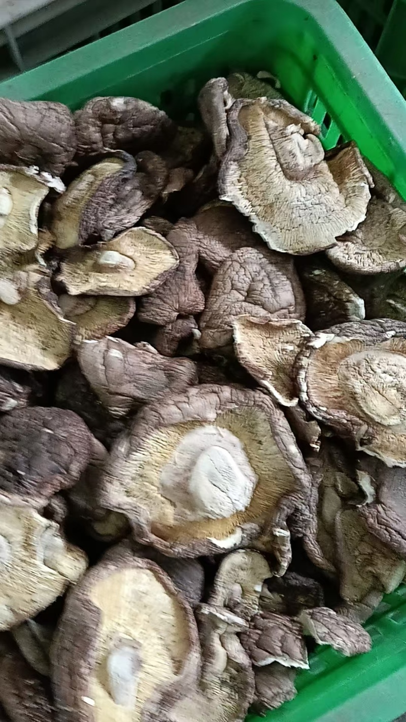 河北干香菇可定制加工香菇丁颗粒单捡打磨抛光可视频