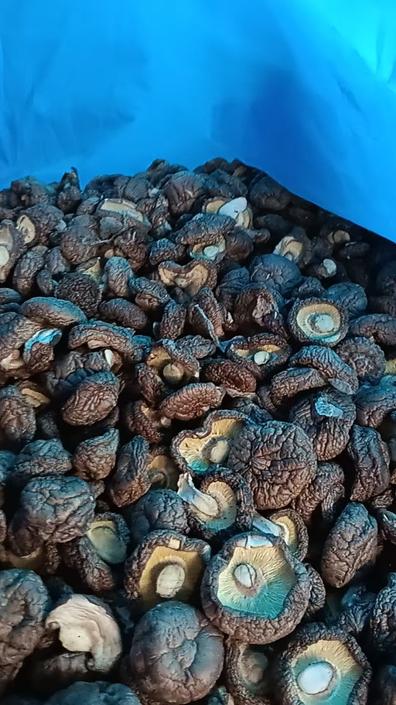 河北干香菇可定制加工香菇丁颗粒单捡打磨抛光可视频