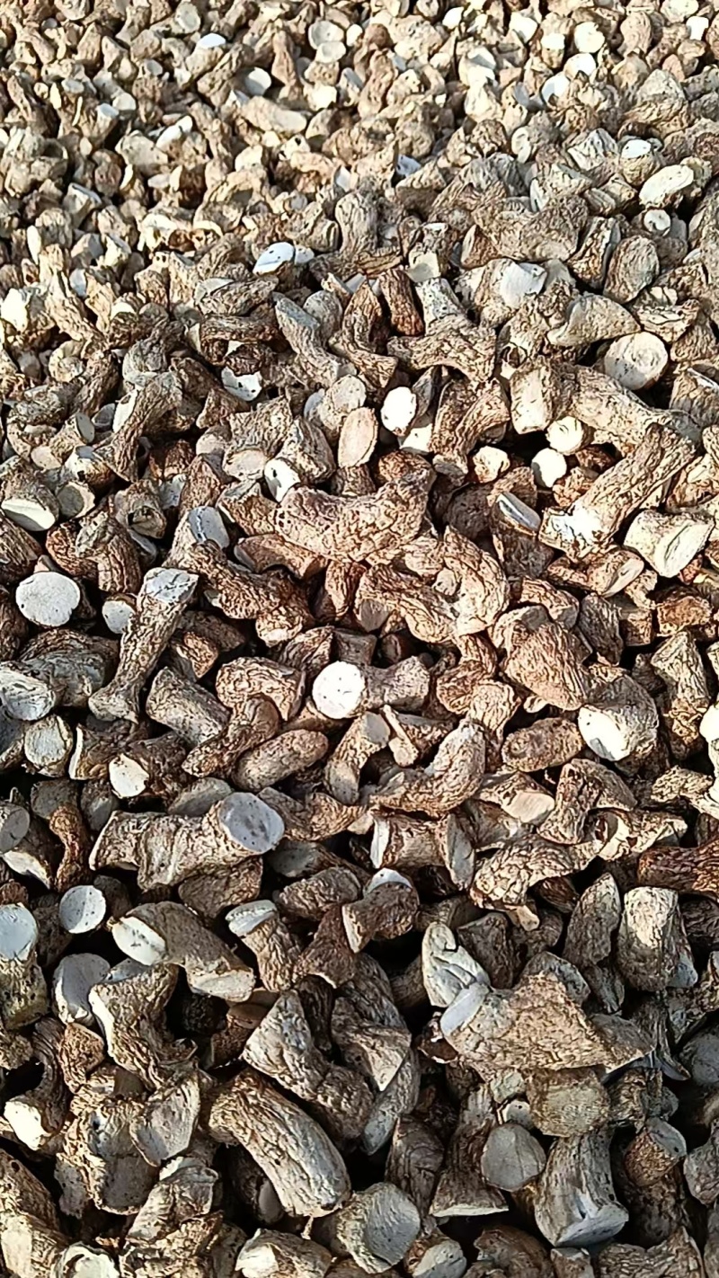 河北干香菇可定制加工香菇丁颗粒单捡打磨抛光可视频