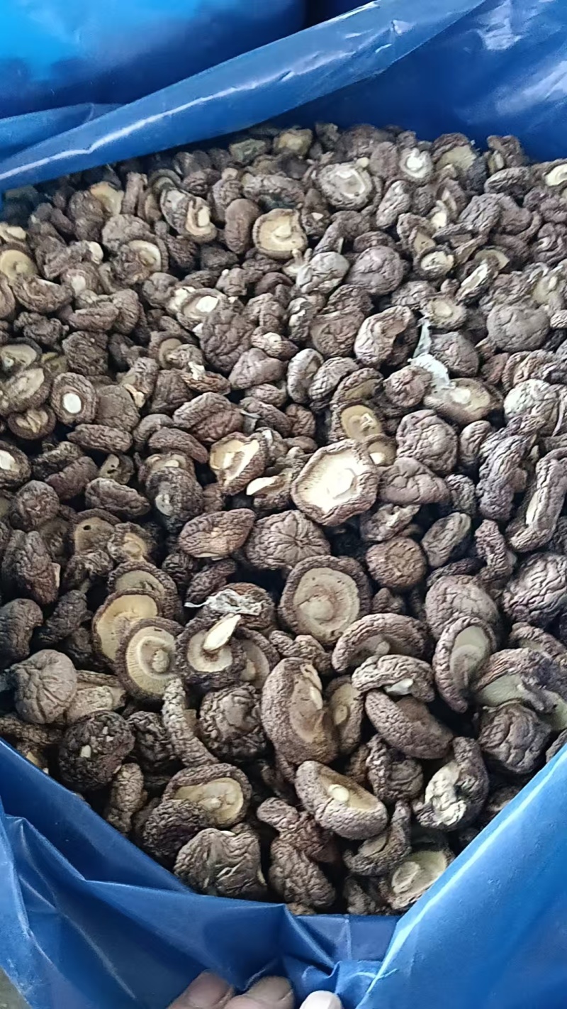 河北干香菇可定制加工香菇丁颗粒单捡打磨抛光可视频