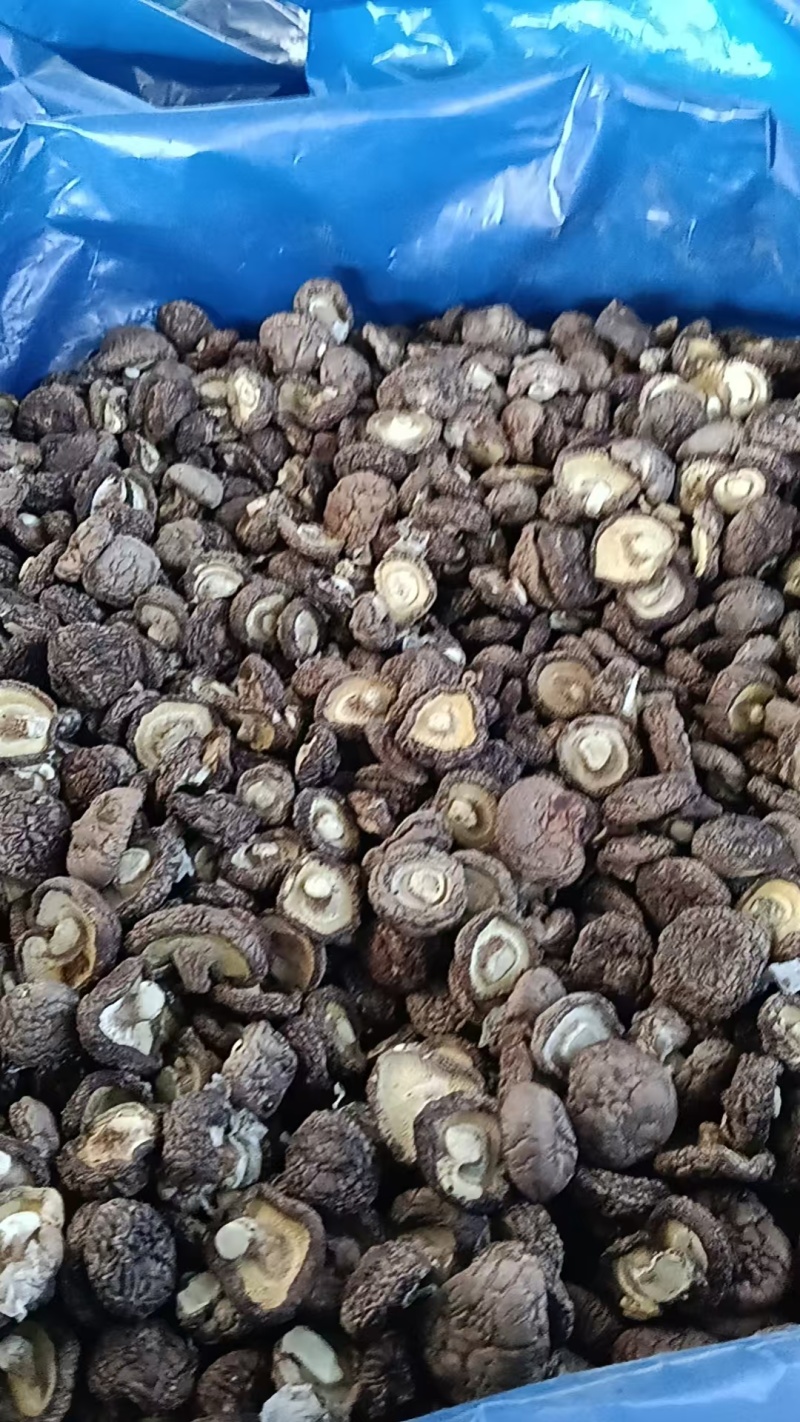 河北干香菇可定制加工香菇丁颗粒单捡打磨抛光可视频
