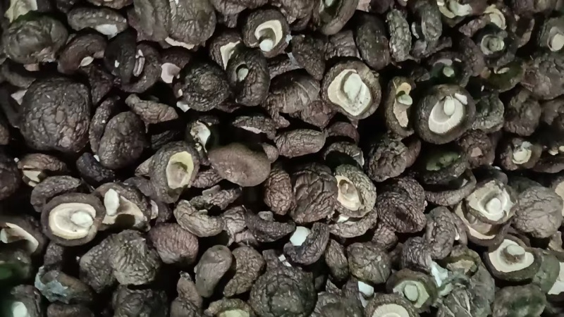 河北干香菇可定制加工香菇丁颗粒单捡打磨抛光可视频