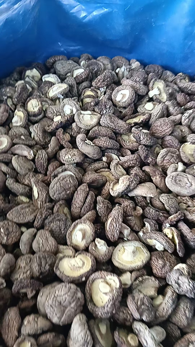 河北干香菇可定制加工香菇丁颗粒单捡打磨抛光可视频