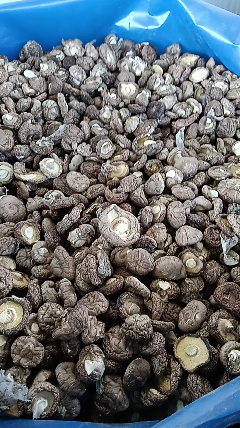 河北干香菇可定制加工香菇丁颗粒单捡打磨抛光可视频