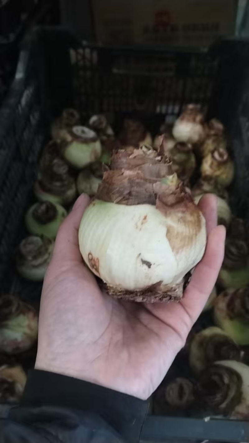 朱顶红种球本菲卡单瓣朱顶红种球室内庭院阳台盆栽多年生球
