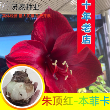 朱顶红种球本菲卡单瓣朱顶红种球室内庭院阳台盆栽多年生球