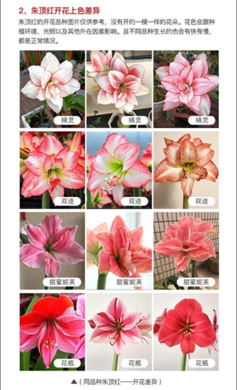 重瓣朱顶红仙女妮芙重瓣多年生对版阳台室内庭院地栽