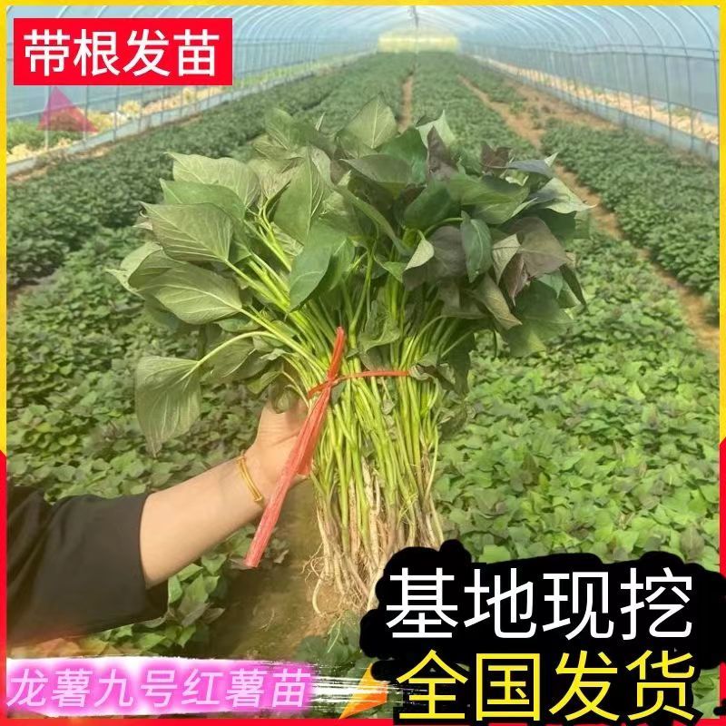 龙薯九红薯苗/龙薯苗子/脱毒扩繁苗/龙九地瓜苗/现挖现发