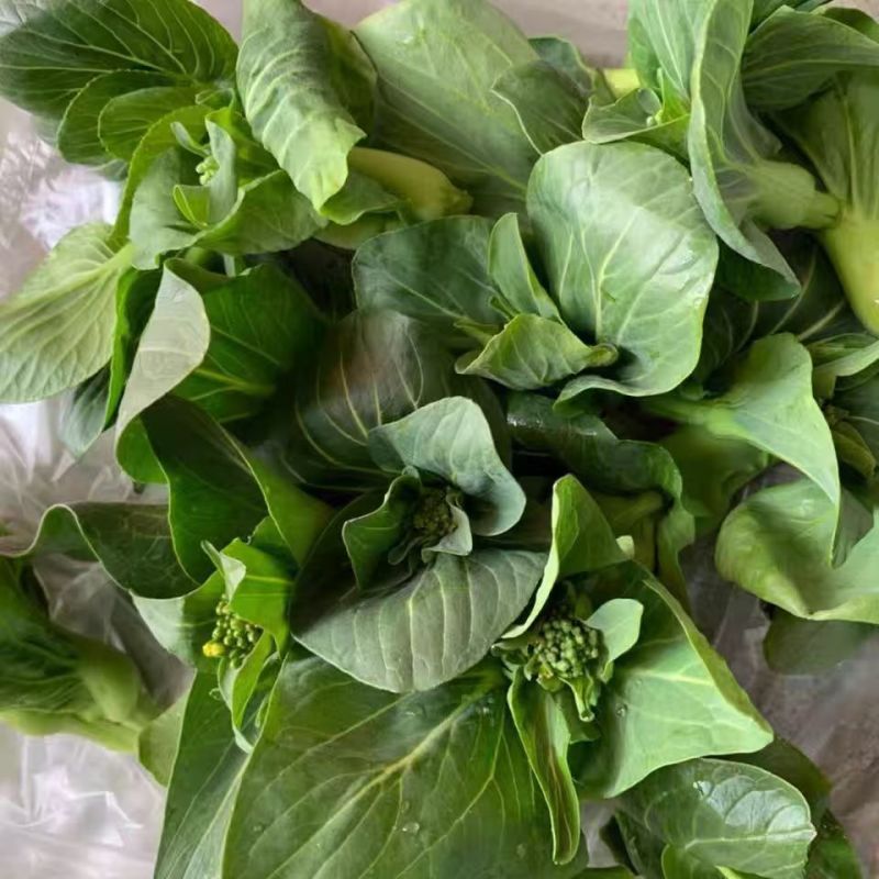 青菜苔江苏菜苔口感好价格实惠基地现采现发全国可发欢迎电联