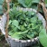 青菜苔江苏菜苔口感好价格实惠基地现采现发全国可发欢迎电联