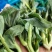 青菜苔江苏菜苔口感好价格实惠基地现采现发全国可发欢迎电联
