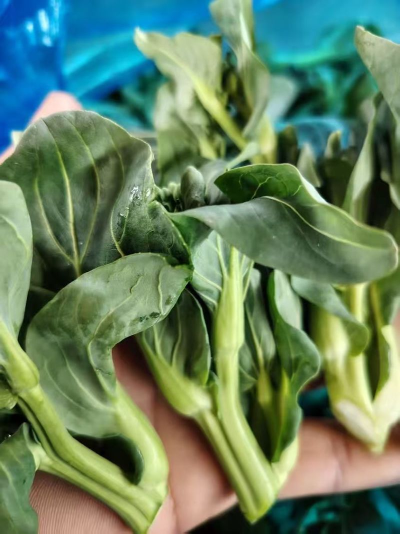 青菜苔江苏菜苔口感好价格实惠基地现采现发全国可发欢迎电联