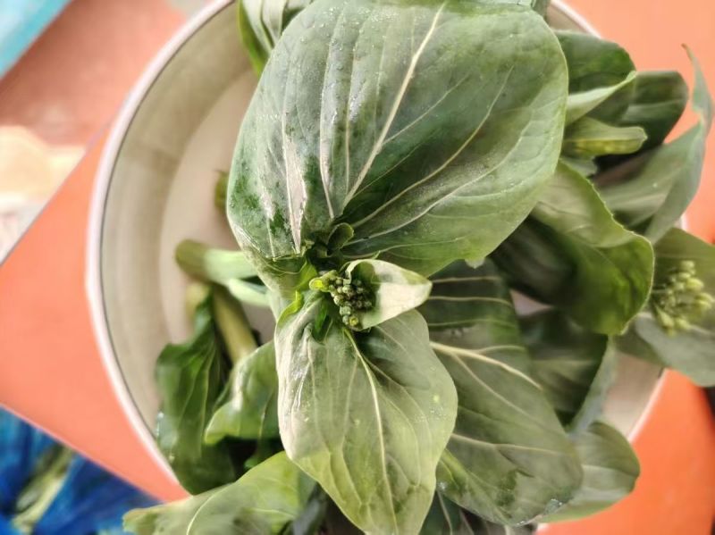 青菜苔江苏菜苔口感好价格实惠基地现采现发全国可发欢迎电联