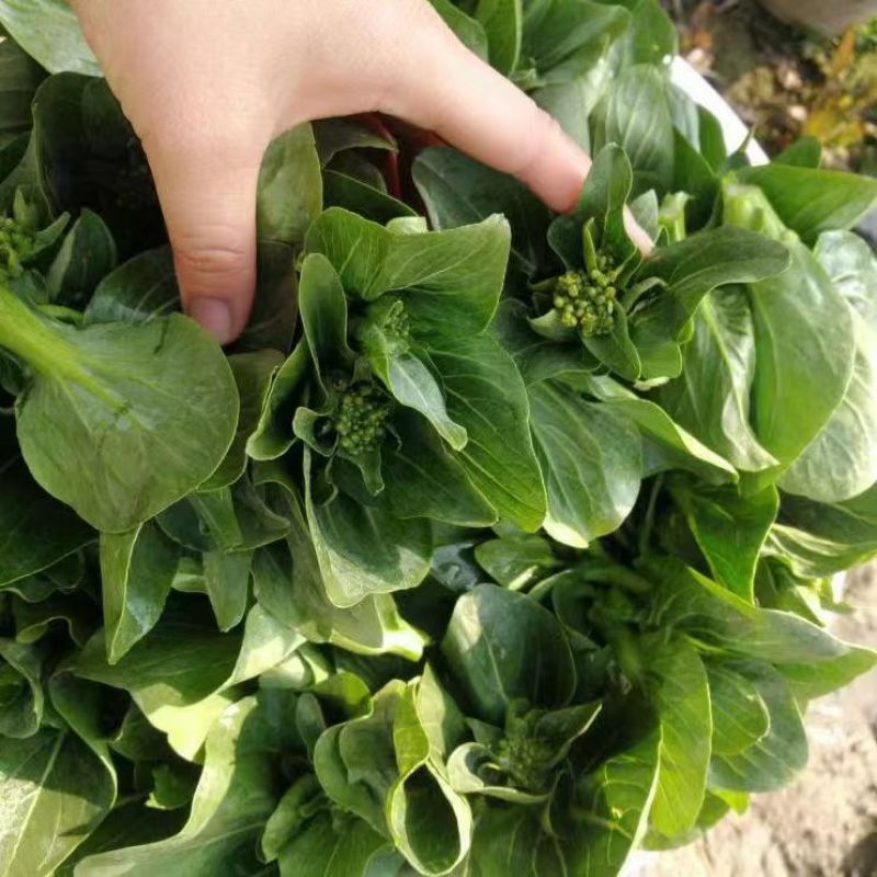 青菜苔江苏菜苔口感好价格实惠基地现采现发全国可发欢迎电联